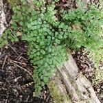 Adiantum venustum Folha