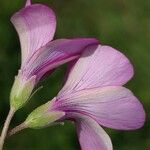 Oxalis articulata Flower