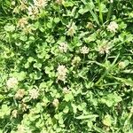 Trifolium repens Cvet