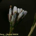 Arabis caerulea Bloem