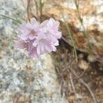 Armeria multiceps ফুল