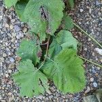 Crataegus mollis Leaf