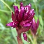 Anacamptis papilionacea Цвят