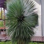 Yucca rostrata叶