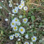 Erigeron annuusFlor