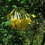 Lonicera hirsuta 花