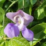 Vigna speciosa Flower