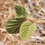 Grewia villosa Leaf