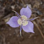 Calochortus macrocarpus फूल