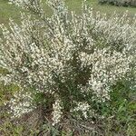 Cytisus multiflorus Flower