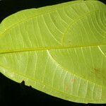 Alchornea latifolia Leht