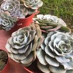 Echeveria secunda List