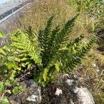 Dryopteris borreri Habitus