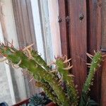 Austrocylindropuntia subulata Blatt