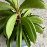 Peperomia dolabriformis Liść