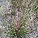 Rhynchospora holoschoenoides Habit