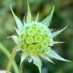 Knautia integrifolia Vaisius