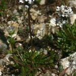 Teesdalia coronopifolia Habit