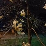 Ceiba chodatii Flower