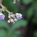 Vitex madiensis Flor