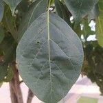 Cordia africana Frunză