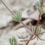 Spergula morisonii Hábito