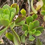 Aeonium glutinosum Blatt