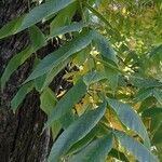 Juglans nigra Leaf