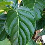 Morinda citrifolia Лист