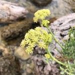 Crithmum maritimumFiore