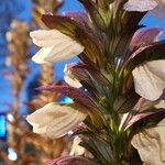 Acanthus spinosus 花