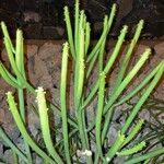 Euphorbia aphylla Blatt
