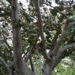 Ficus macrophylla Habit