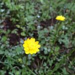 Ranunculus californicus Floare