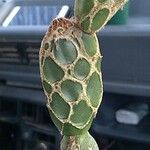 Opuntia zebrina Bark