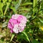 Dianthus barbatusЦвят