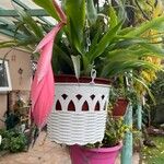 Billbergia nutans Kwiat