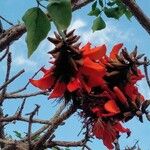 Erythrina caffra Flor