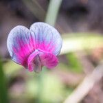 Lathyrus angulatus Flower