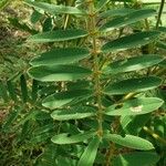 Tephrosia noctiflora Feuille