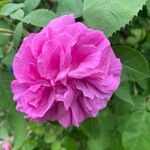 Rosa × damascena Blomma