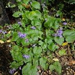 Campanula poscharskyana Pokrój