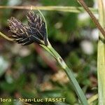 Carex parviflora Fruit