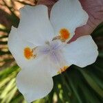Dietes iridioides Blomst