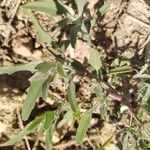 Chenopodium albumFoglia