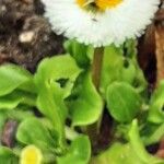 Bellis rotundifolia Leaf