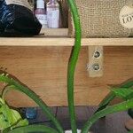 Allium ascalonicum Leaf