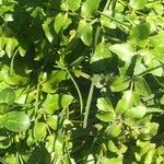 Nasturtium officinale Leaf