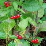 Solanum dulcamara Fruit