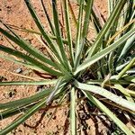 Yucca baccata Habit